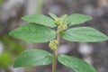 Euphorbia hirta or asthma plant is a weed with medicinal importance