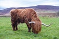 Hairy Highland cattle on green grassy field in Scotland