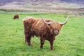 Hairy Highland cattle on green grassy field in Scotland Royalty Free Stock Photo