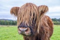 Hairy Highland cattle on green grassy field in Scotland