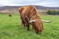 Hairy Highland cattle on green grassy field in Scotland