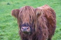 Hairy Highland cattle on green grassy field in Scotland