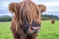 Hairy Highland cattle on green grassy field in Scotland Royalty Free Stock Photo