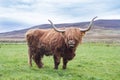 Hairy Highland cattle on green grassy field in Scotland