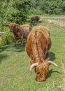 Hairy Highland Cattle