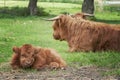 Hairy Highland Cows and Calf