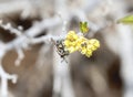 Hairy-horned Bromeliad Fly Copestylum caudatum Pollinates Yellow Flowers Among Branches in Colorado Wilderness