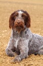 Hairy hunting dog czech pointer