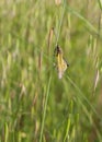 Owly Sulphur insect at vertical grass stem