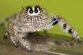 Hairy Jumping Spider Royalty Free Stock Photo