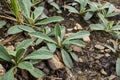 Hairy leaves of Hieracium pilosella plant