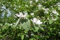 Hairy leaves and pinkish white flowers of quince in May