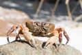 Hairy leg mountain crab, Tachai island,Thailand Royalty Free Stock Photo