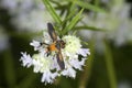Hairy legged fly foraging for nectar on mountain mint flowers.