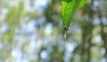 A hairy lynx spider with spider\'s eggs is under a wild leaf tip in the wind