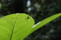 A hairy lynx spider with spreading hands is under a tip of a leaf