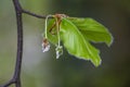 Hairy male flowers and leaves on a branch of the common beech tree Fagus sylvatica in spring, dark green background, copy space Royalty Free Stock Photo