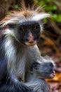 An hairy monkey and her puppy in africa zanzibar