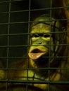 Hairy monkey in low light zoo inside a metal cage try to express and communicate Royalty Free Stock Photo