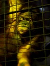 Hairy monkey in low light zoo inside a metal cage try to express and communicate Royalty Free Stock Photo