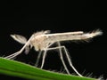 Hairy mosquito Royalty Free Stock Photo