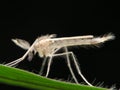 Hairy mosquito