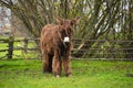 Hairy mule donkey in a farm Royalty Free Stock Photo