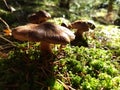 Hairy mushroom caps in a moss field