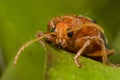 A hairy orange beetle