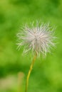 Pascue flower post blooming