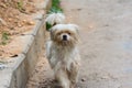 A hairy Pekingese puppy dog walking in the street in Shenzhen, China Royalty Free Stock Photo