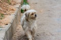 A hairy Pekingese puppy dog walking in the street in Shenzhen, China Royalty Free Stock Photo