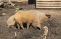 Hairy pigs - mangalica