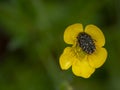 Hairy pollen beetle. Tropinota hirta, Epicometis hirta. On Ranunculus flower.