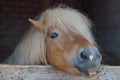 Hairy pony Royalty Free Stock Photo