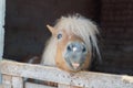 Hairy pony - focus on the eye Royalty Free Stock Photo
