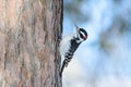 Hairy or possibly downy woodpecker on trunk of tree with a beautiful blurry winter sky bokeh behind bird - taken near the Sax-Zi