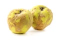 Hairy quince