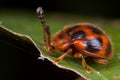 A hairy red beetle Royalty Free Stock Photo
