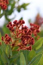 Hairy red flower buds and branches of the Australian native Dwarf Apple tree Angophora hispida, family Myrtaceae Royalty Free Stock Photo