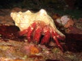 Hairy Red Hermit Crab - Dardanus lagopodes Royalty Free Stock Photo