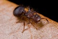 A hairy reddish ant Royalty Free Stock Photo