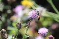 hairy Sandwasp Royalty Free Stock Photo