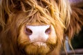 Hairy Scottish brown-red yak muzzle close up. Highland cattle reddish cow. Royalty Free Stock Photo