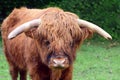 A hairy Scottish highland cattle, a Galloway, looks comfortably into the camera and stands in a green pasture