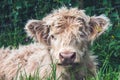 Hairy Scottish Highland cow calf Royalty Free Stock Photo