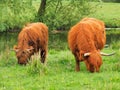 Hairy Scottish highlander cows standing in grass at rotterdam, the netherlands
