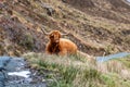 Hairy Scottish Highlander - Highland cattle - next to the road, Isle of Skye