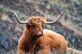 Hairy Scottish Highlander - Highland cattle - next to the road, Isle of Skye