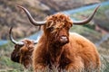 Hairy Scottish Highlander - Highland cattle - next to the road, Isle of Skye